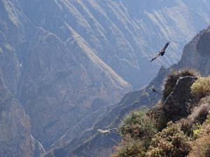 Colca Adventure Culture 2 Days