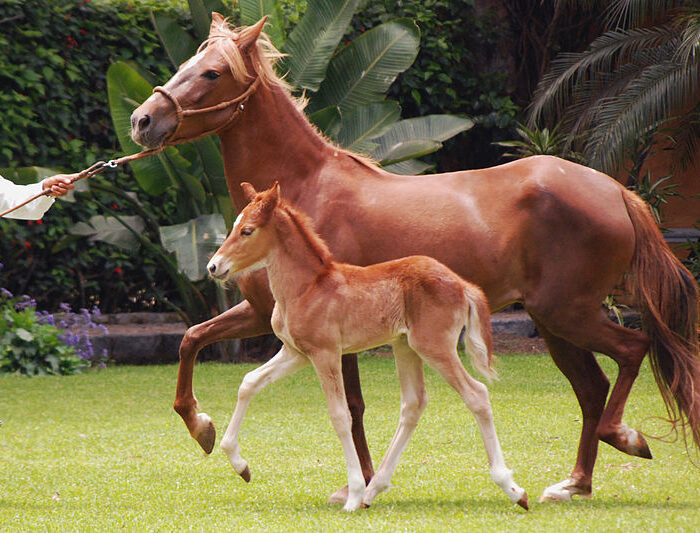 Peruvian Paso Horses