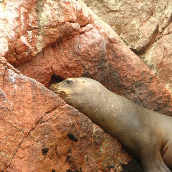 Attractions of the Paracas National Reserve