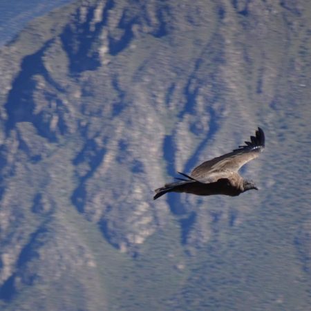 Arequipa to Colca Canyon Distance: Travel Time and Best Ways to Get There