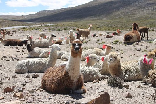 differences between alpacas and llamas