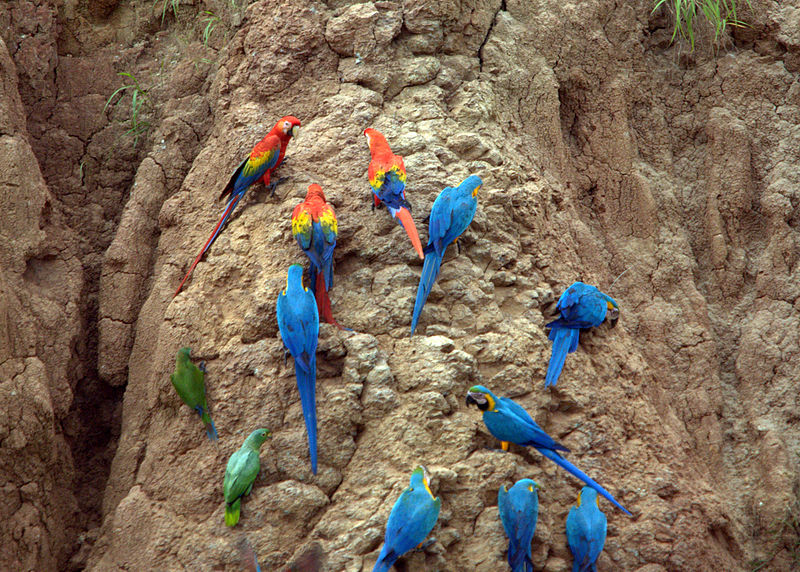 peru-wildlife-observation
